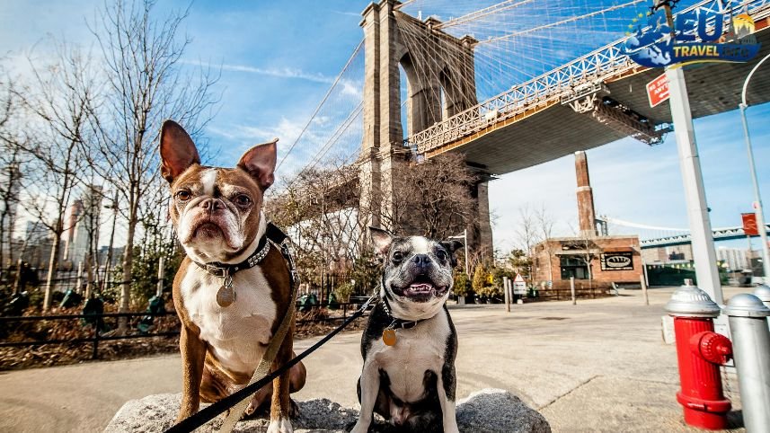 How To Get Around The City dog