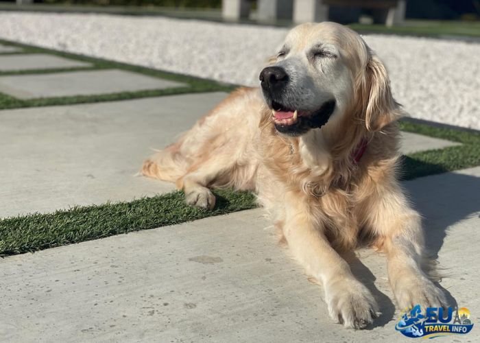 How much does it cost to Fly a Dog to Europe