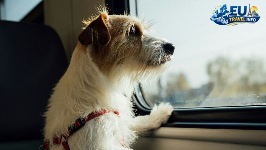 How to Get Around This Beautiful City dog