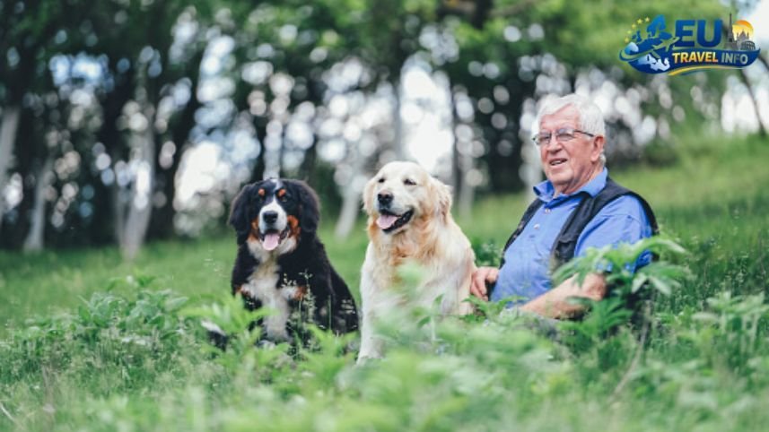 How to Get Started Can I Take My Dog to Switzerland