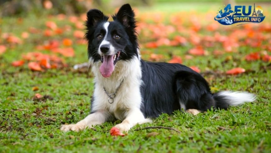 How to Get There and Cross the Border dog