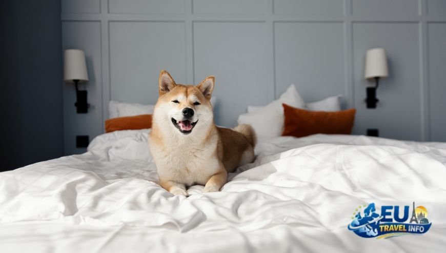 How to Move Around Gothenburg dog