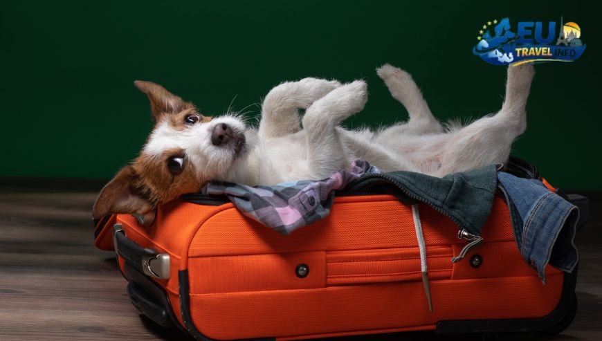 How to Prepare Your Pet for Travel