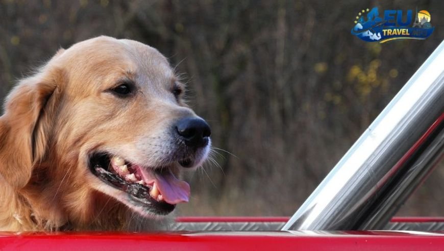 How to Travel to Italy with Your Dog