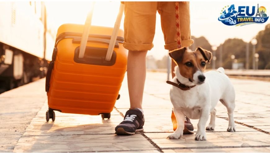 How to Use Public Transport with Your Pup