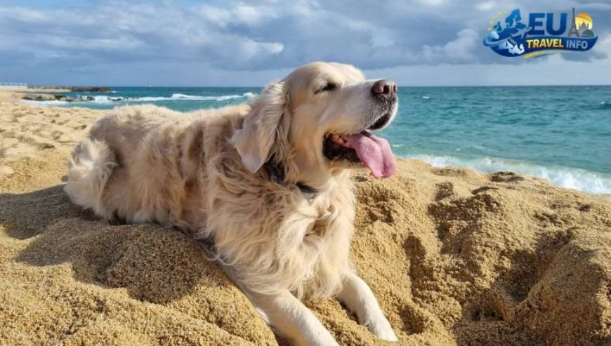 Huntington Dog Beach, California