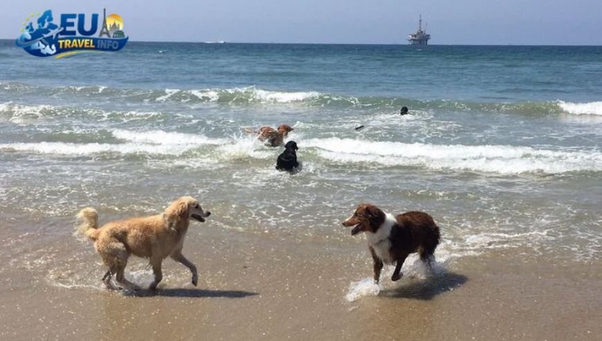 Huntington Dog Beach (Huntington Beach)