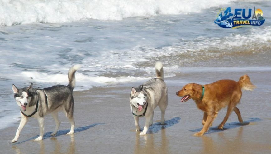 Huntington Dog Beach (Orange County)