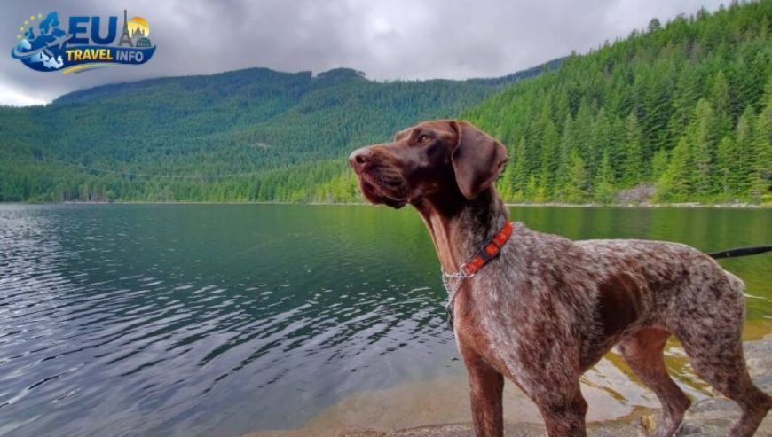 I Prepare for the Great Adventure dog