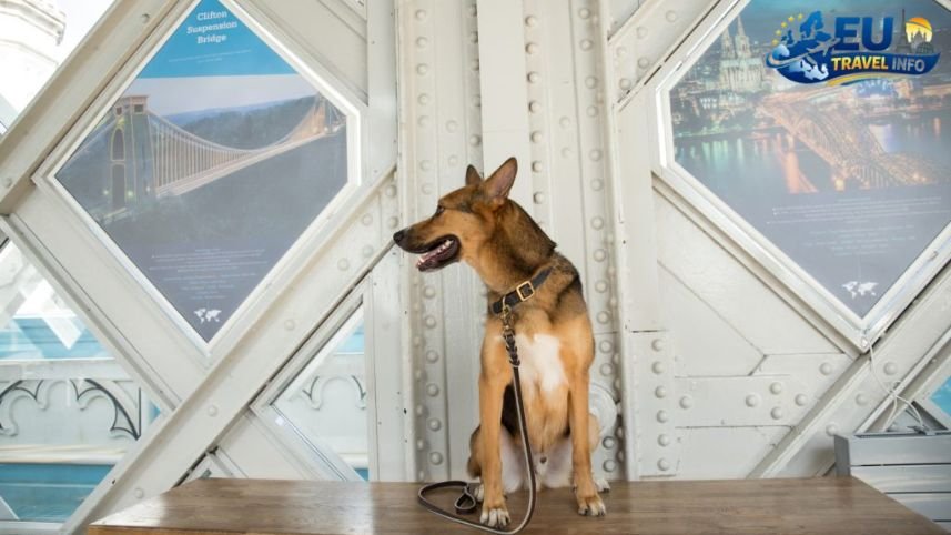 Iconic Sights The Bridge and Beyond dog