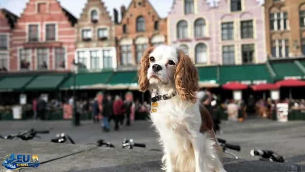 Important Information About Visiting Belgium With a Dog