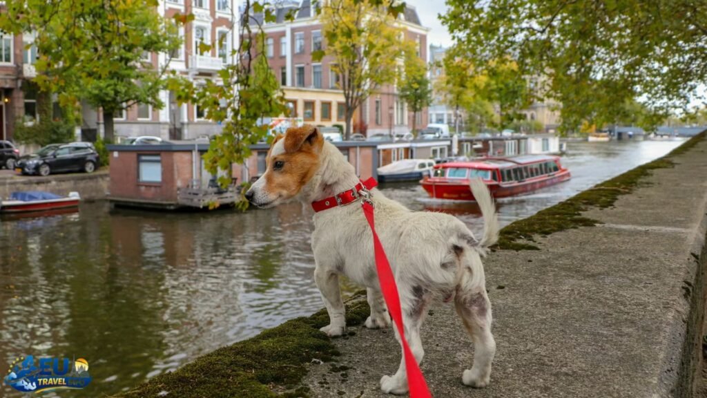 Important Information for Visiting the Netherlands with a Dog