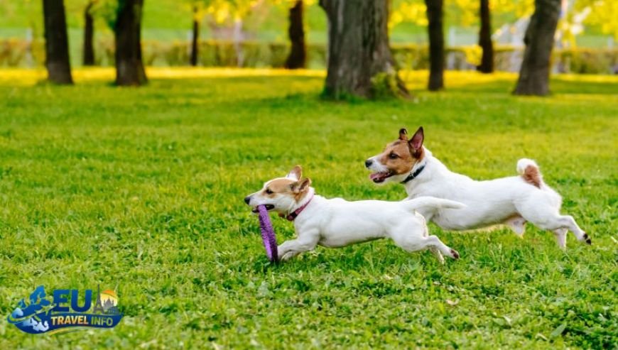 Important Local Tips and Etiquette dog