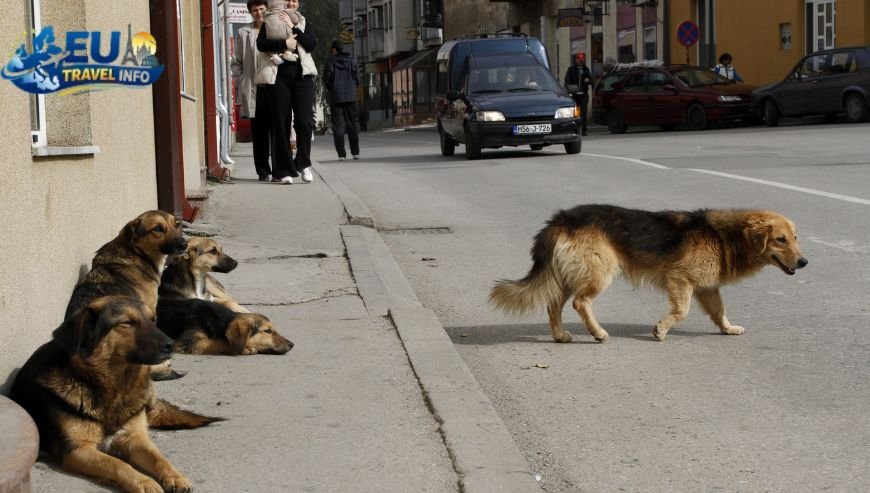 Is Bosnia Dog Friendly (1)