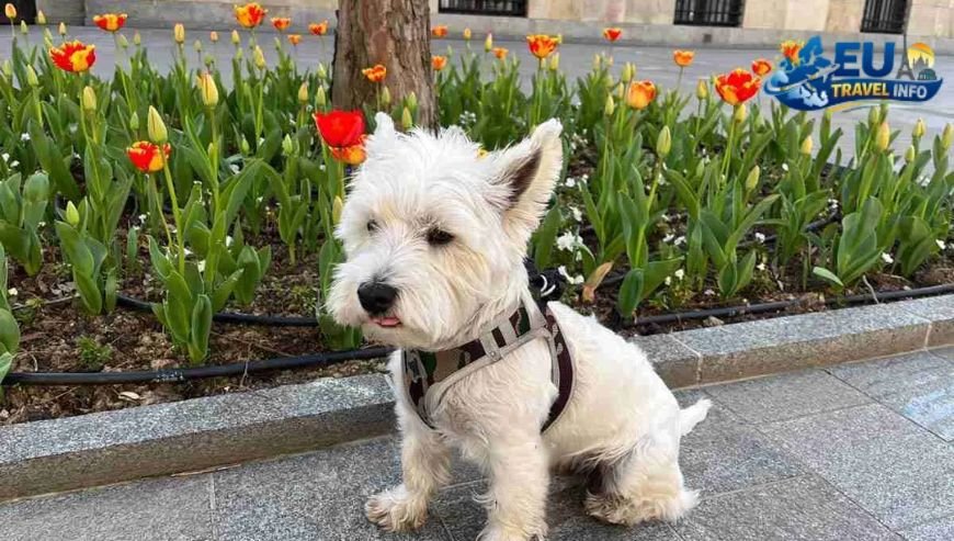 Is Bosnia Dog Friendly