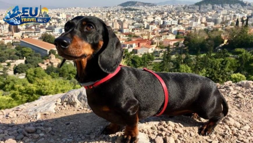 Is Greece Dog Friendly