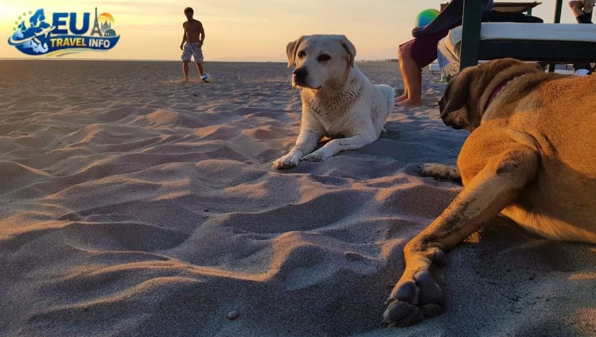 Is Montenegro Dog Friendly