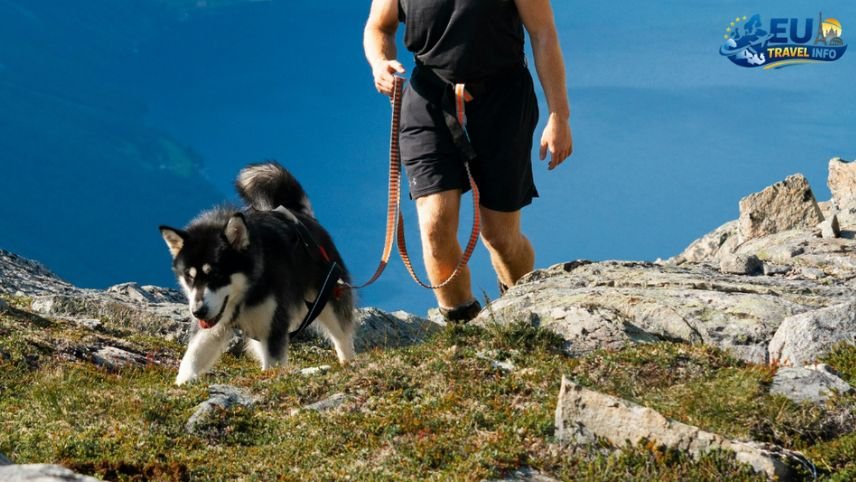 Is Norway Dog Friendly