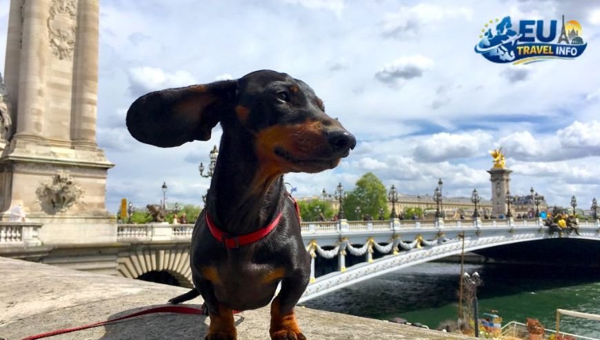 Is Paris dog-friendly
