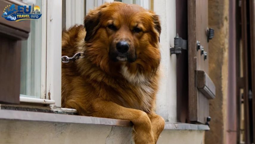 Is Prague the Top Choice dog