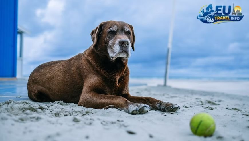 Is Slovenia Dog Friendly