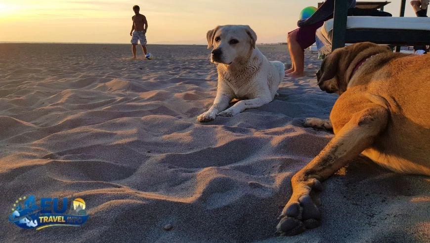 Is Ulcinj worth visiting dog