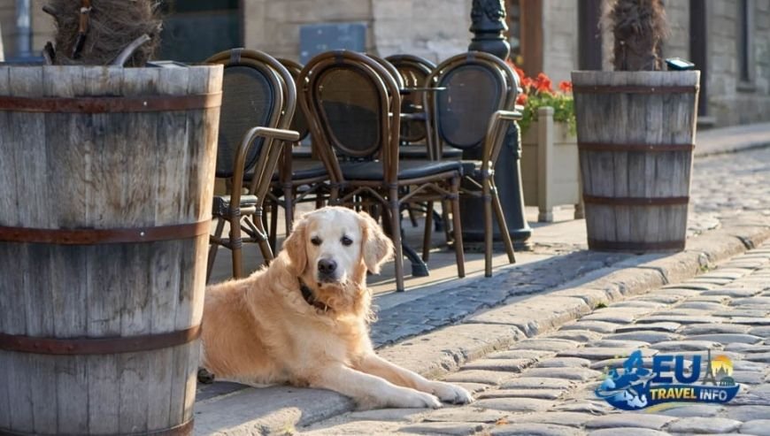 Is Vatican City dog friendly