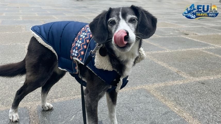 Is Vienna Dog Friendly