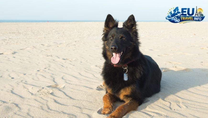 Is the Czech Republic really dog friendly