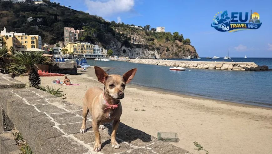 Island Hopping Capri and Ischia dog