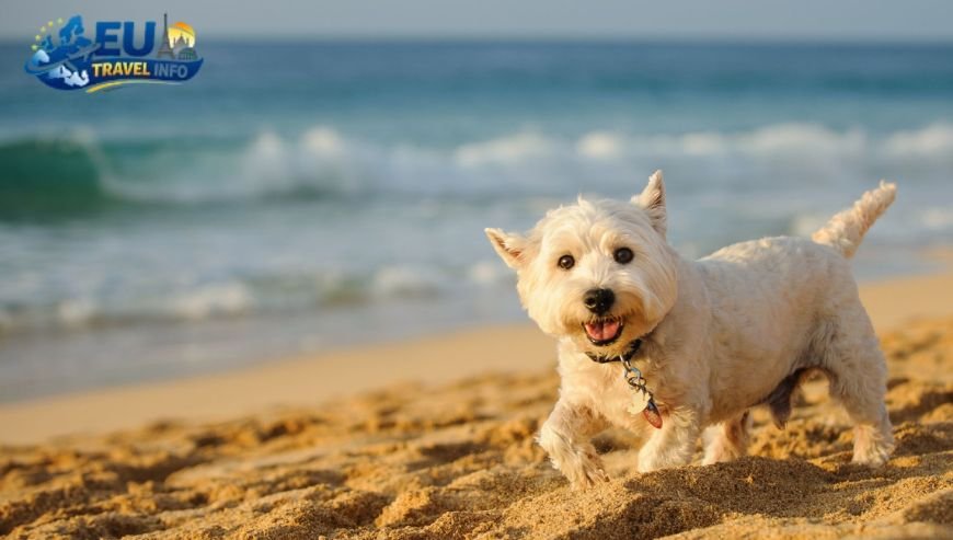 Island Hopping with Your Furry Friend