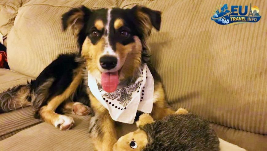 Italian Cuisine with Your Dog