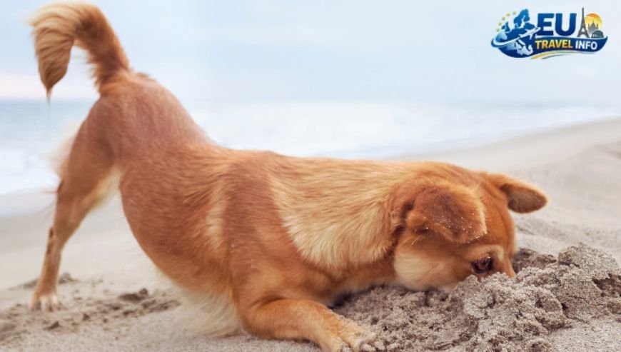 Jupiter Beach, Florida A Southern Gem dog