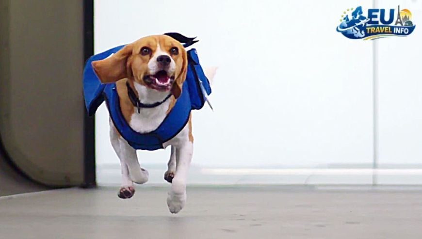 KLM Royal Dutch Airlines dog