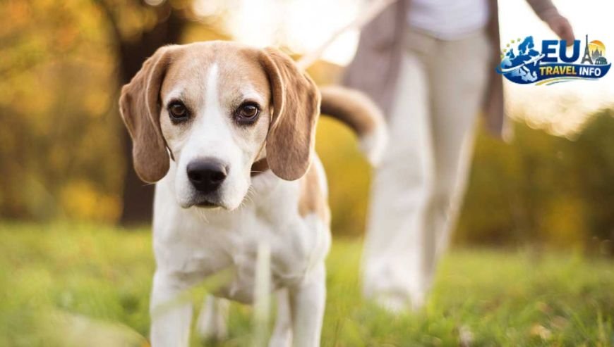 Knowing the Local Rules dog