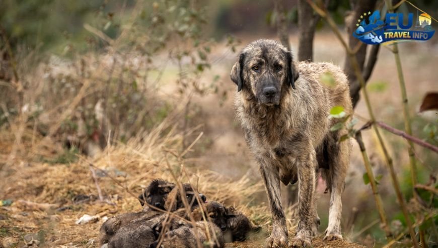 Kosovo A Land of Paper Laws dog