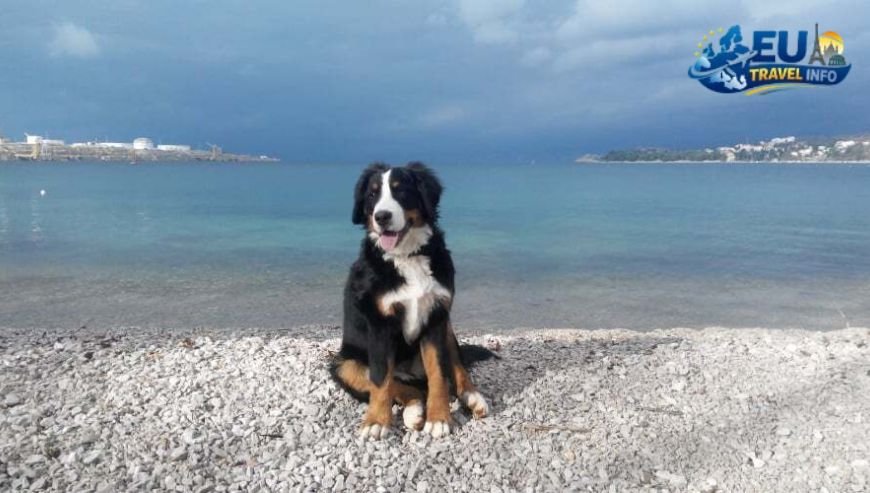 Krk Island Croatia Camping A Pet Paradise dog