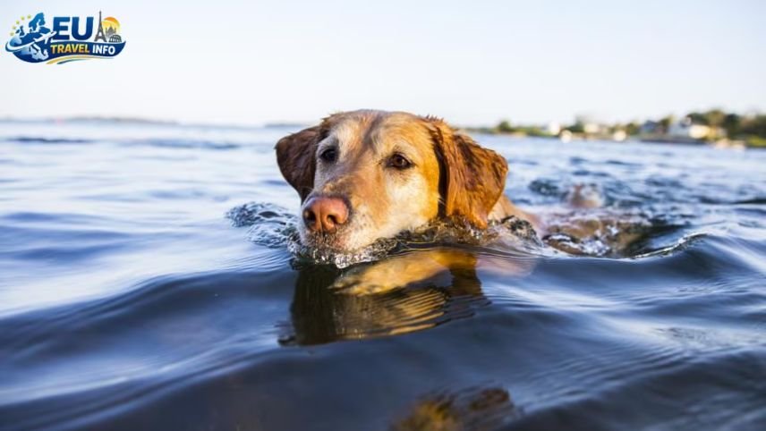 Ksamil Paradise for Water Lovers dog
