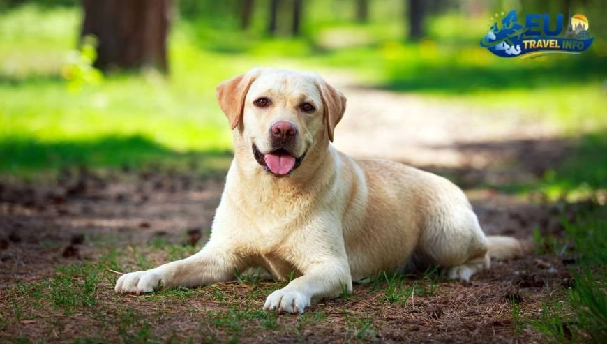 Labrador Retriever The Classic Choice