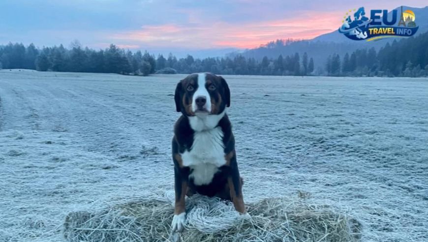 Lake Bled The Iconic Stroll dog