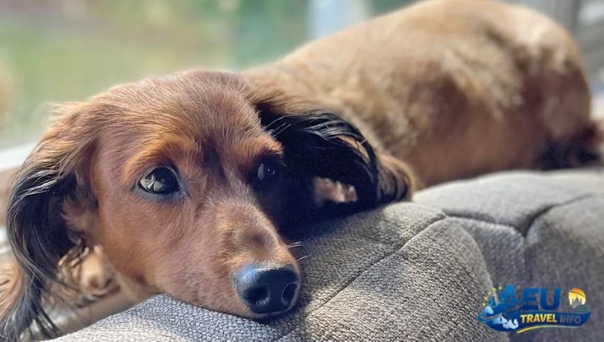 Legal Steps for a Smooth Entry dog