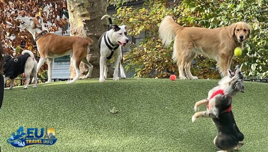 Life as a Local Parks and Squares dog