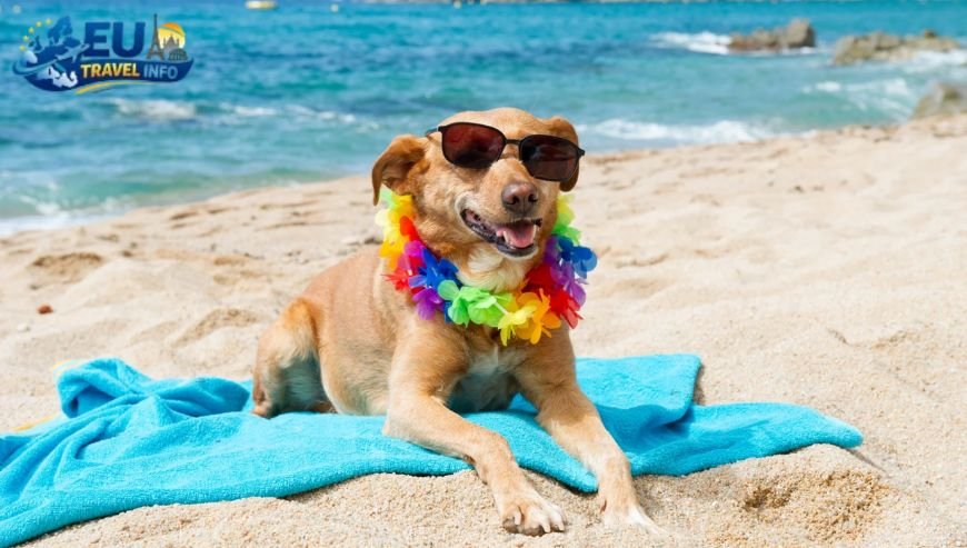 Life at the Beach dog