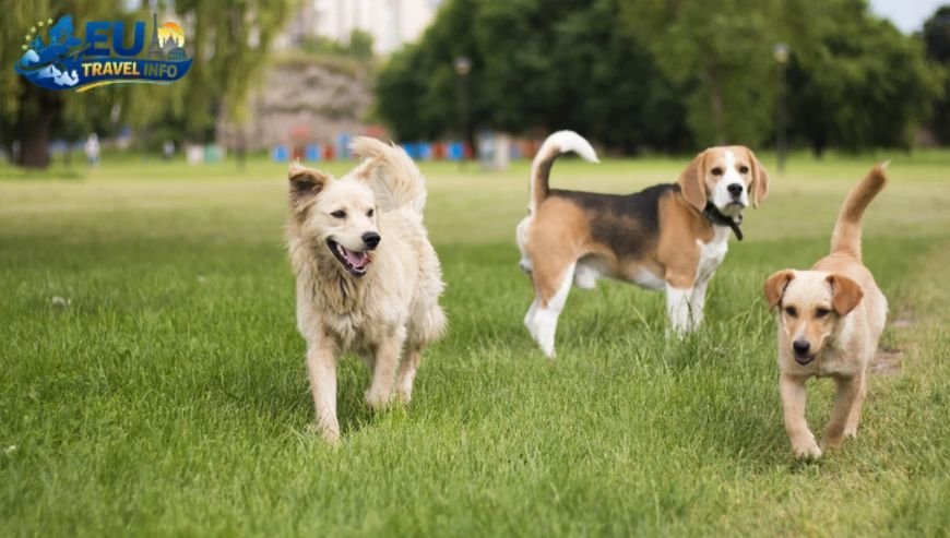 Life in the Capital Pet Friendly Places in Yerevan