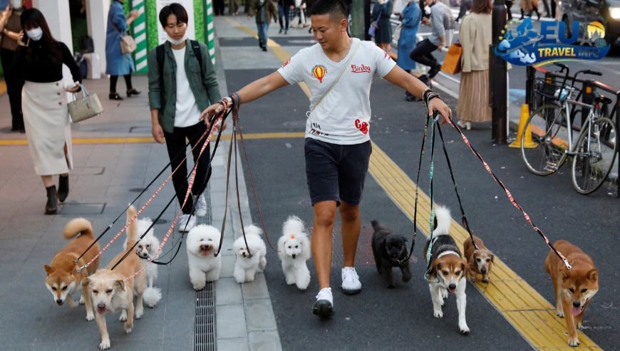 Life in the Sestieri Where to Stay and Walk dog