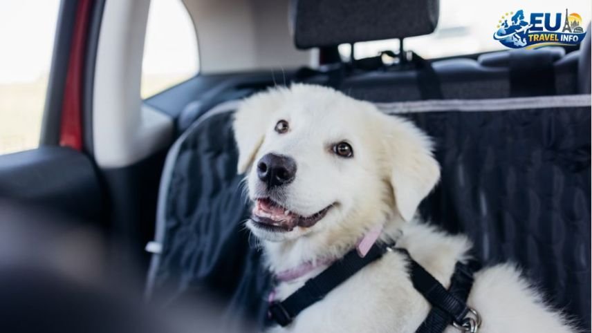 Life on the Road with Fido dog