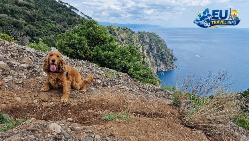 Liguria The Rugged Beauty of the Northwest dog