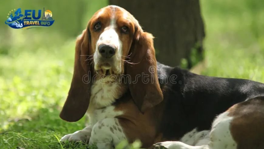 Limousin The Hidden Heart of France dog