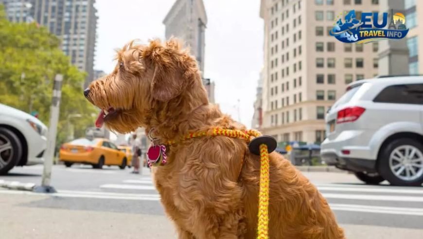 Living the Pet Urbana Life in the City