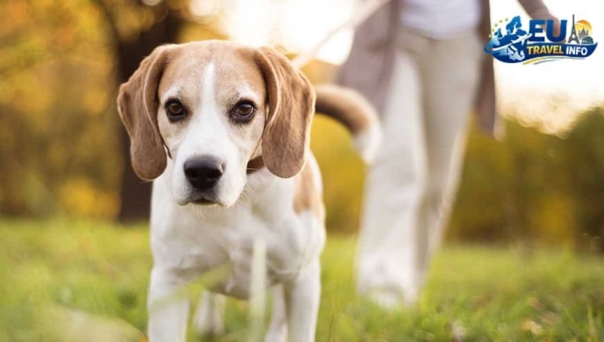 Local Rules and Fines dog